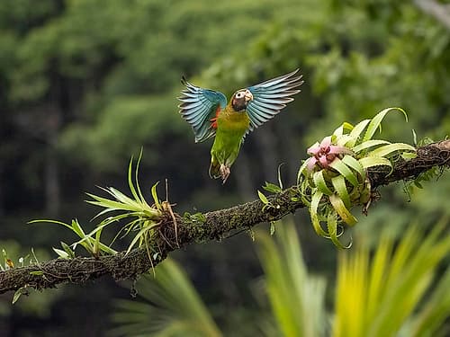 Brown-hooded parrot- Costa Rica- Central America Art Print